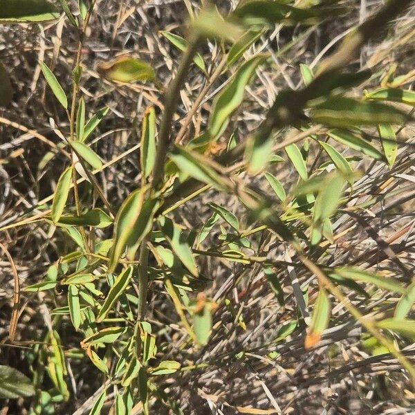 Maerua endlichii (Maerua endlichii)