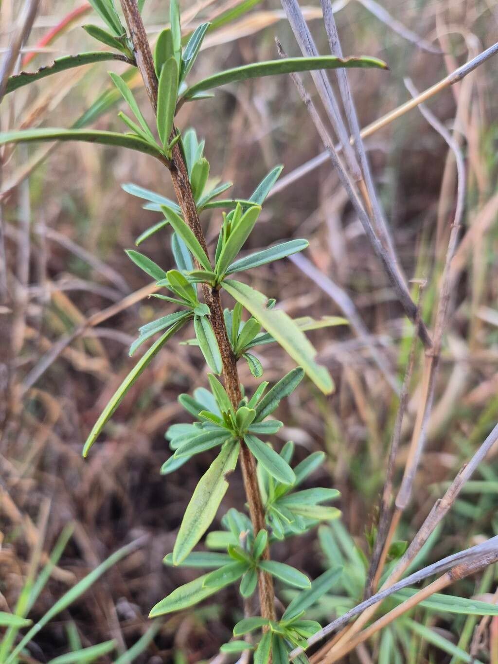 Maerua endlichii (Maerua endlichii)