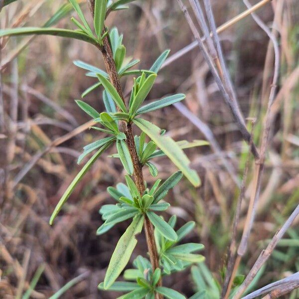 Maerua endlichii (Maerua endlichii)