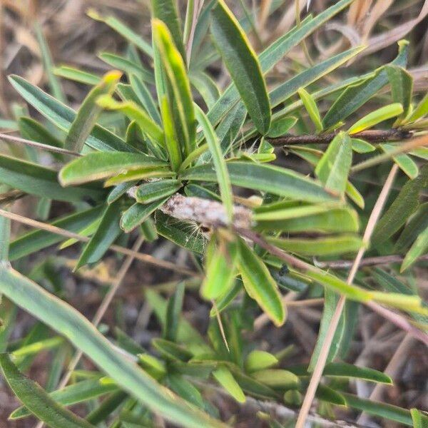 Maerua endlichii (Maerua endlichii)