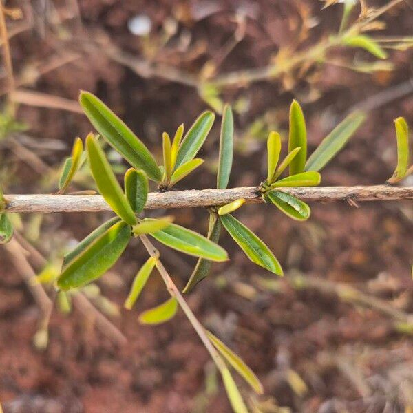 Maerua endlichii (Maerua endlichii)