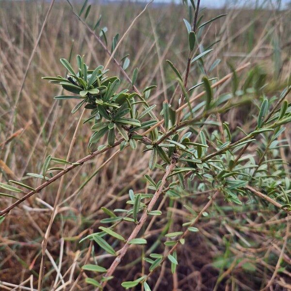 Maerua endlichii (Maerua endlichii)