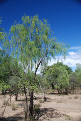 Maerua filiformis (Maerua filiformis)