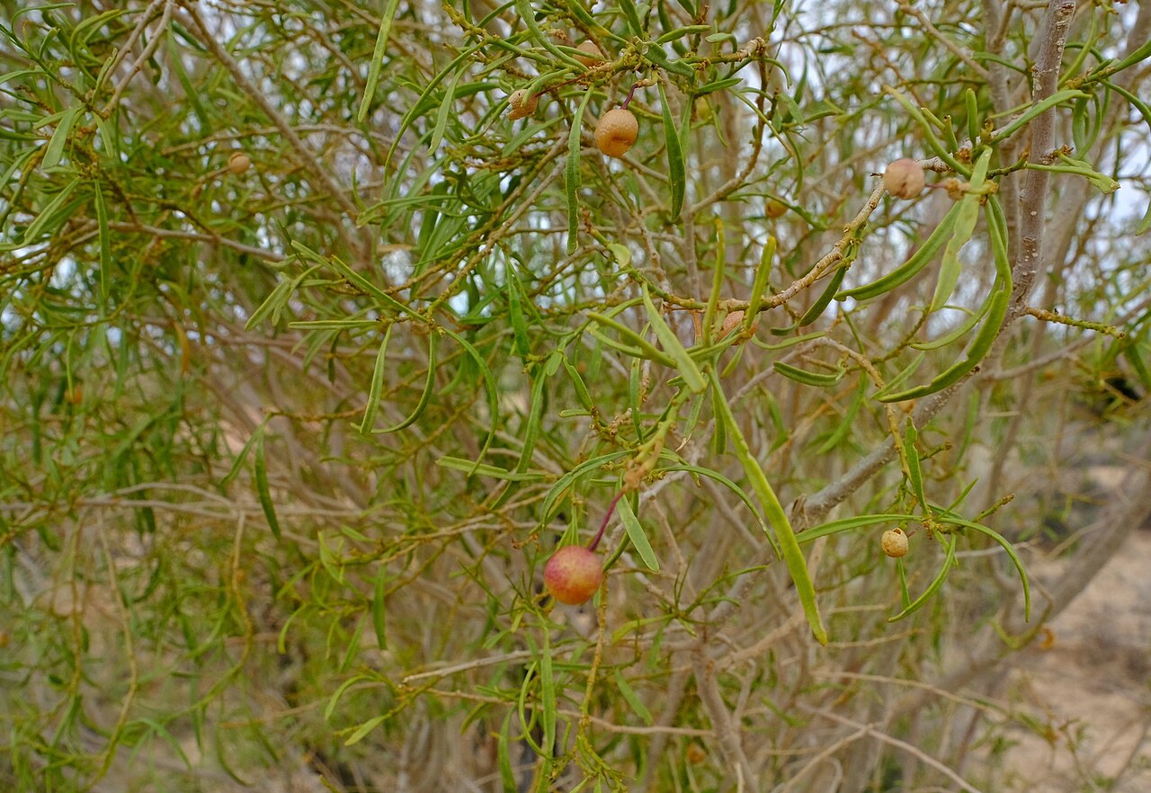 River bush-cherry: River Bushcherry