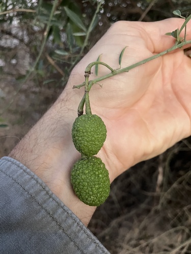 Rough-skinned bush cherry (Maerua juncea)
