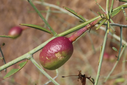 Rough-skinned bush cherry (Maerua juncea)
