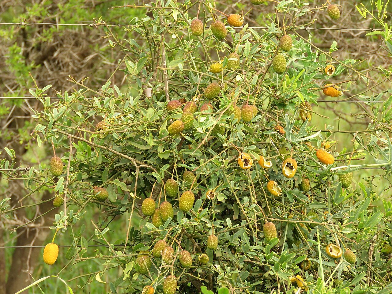Rough-skinned bush cherry: Habit of a Rough-skinned bush cherry near Pietersburg, Limpopo