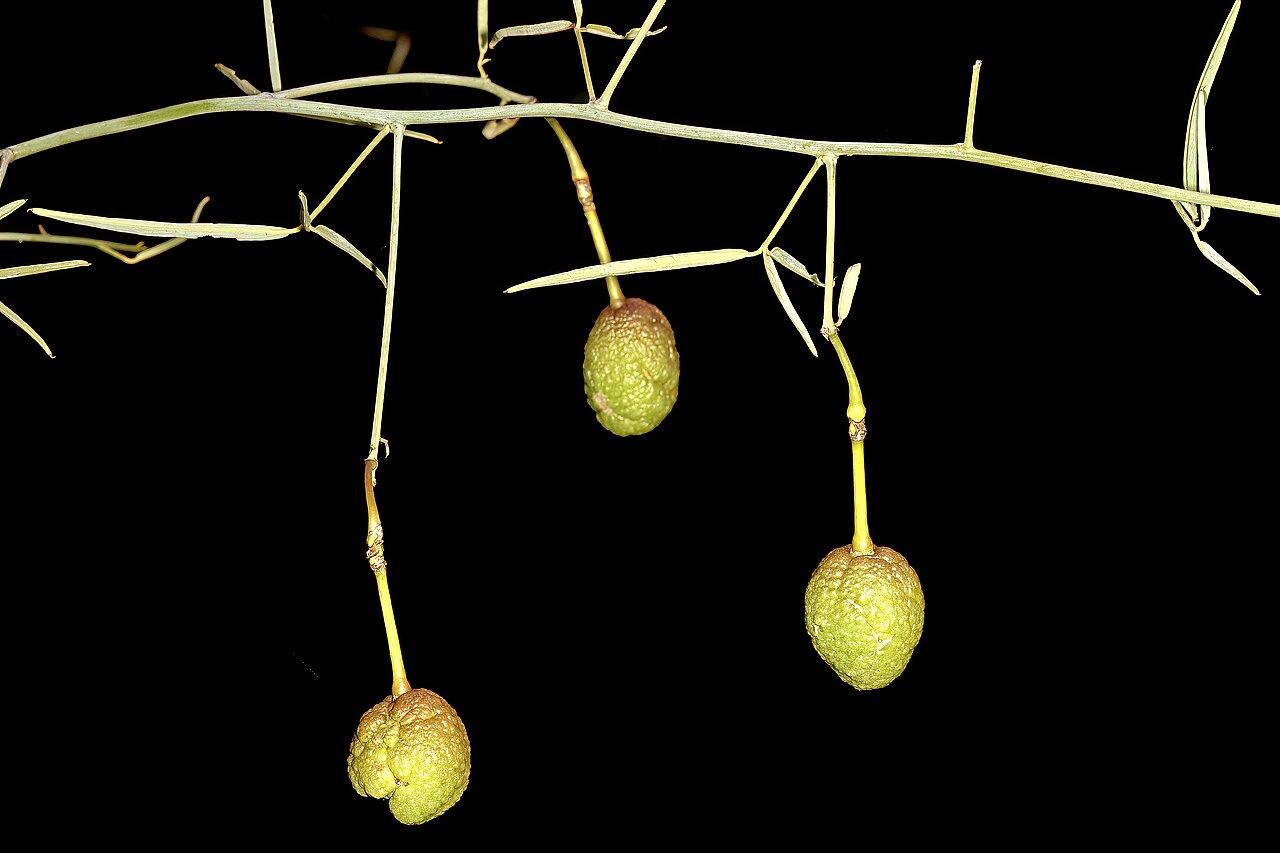 Rough-skinned bush cherry: Maerua juncea subsp. crustata , developing fruit; Soutpansberg, Leshiba Wilderness, Louis Trichardt, Limpopo, South Africa