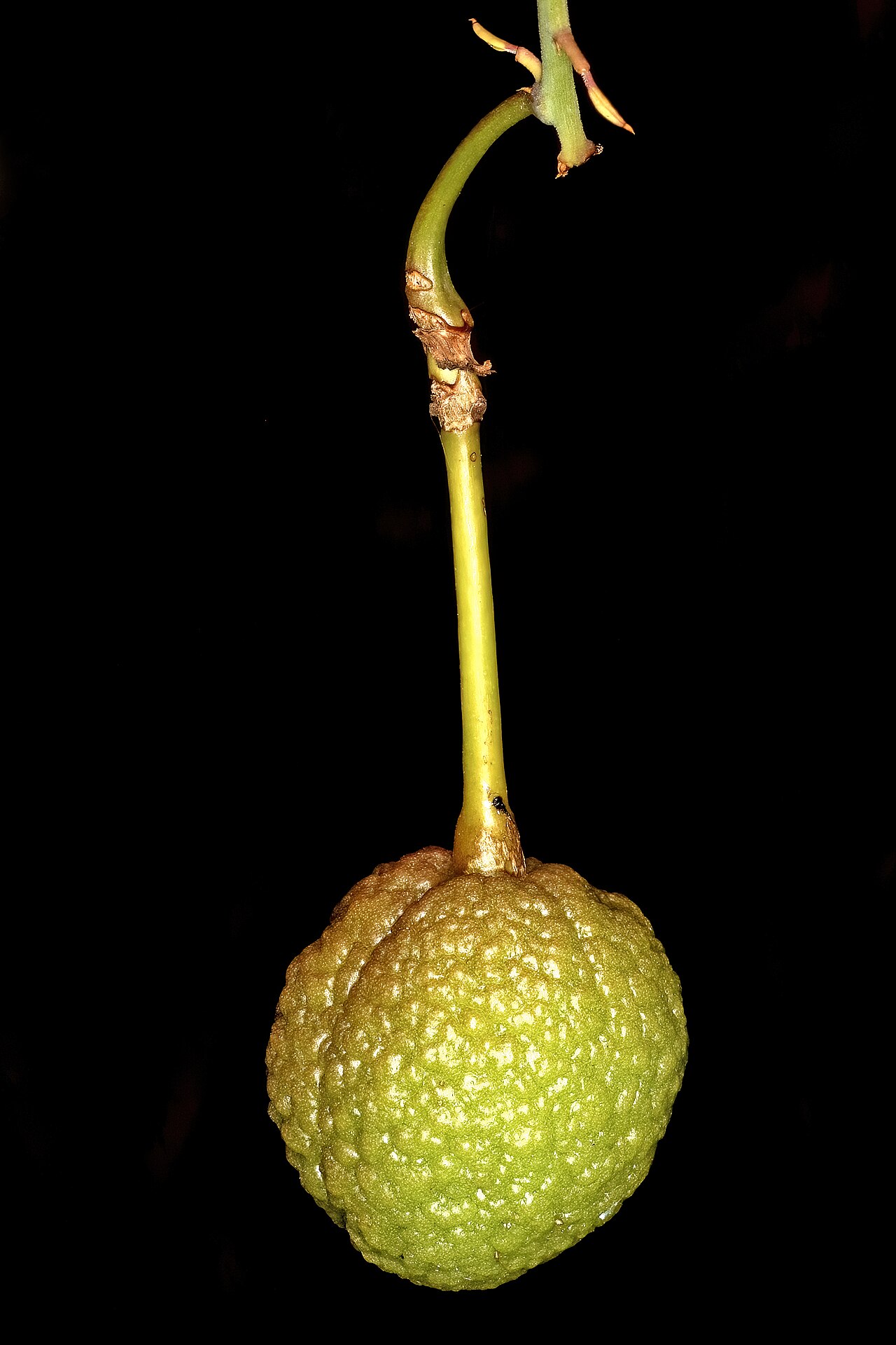 Rough-skinned bush cherry: Maerua juncea subsp. crustata , developing fruit; Soutpansberg, Leshiba Wilderness, Louis Trichardt, Limpopo, South Africa