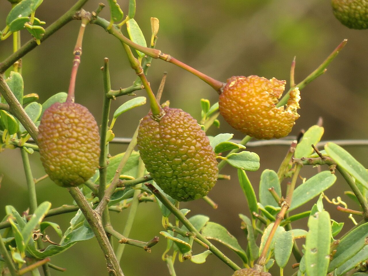 Rough-skinned bush cherry: Foliage and fruit of a Rough-skinned bush cherry near Pietersburg, Limpopo