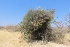 Rough-skinned bush cherry (Maerua juncea)