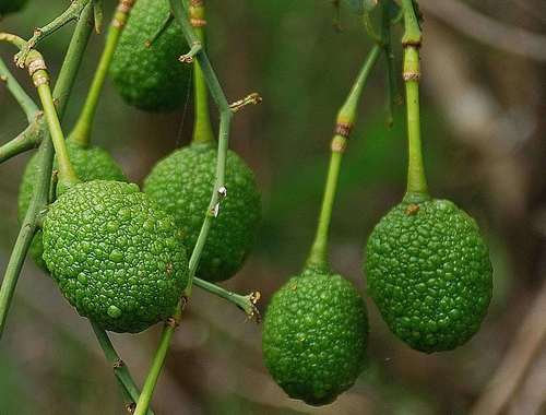 Rough-skinned bush cherry (Maerua juncea)