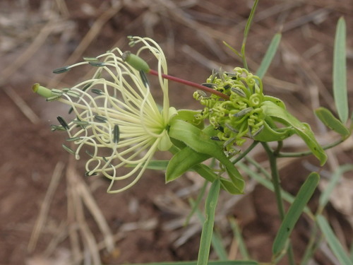 Rough-skinned bush cherry (Maerua juncea)