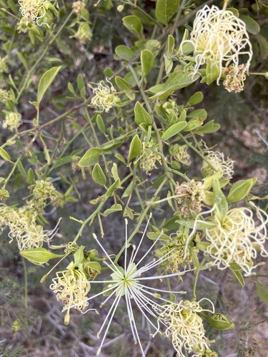 Rough-skinned bush cherry (Maerua juncea)