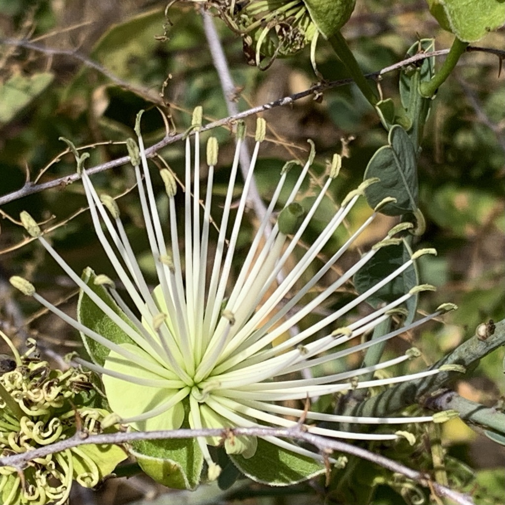 Rough-skinned bush cherry (Maerua juncea)