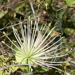 Rough-skinned bush cherry (Maerua juncea)