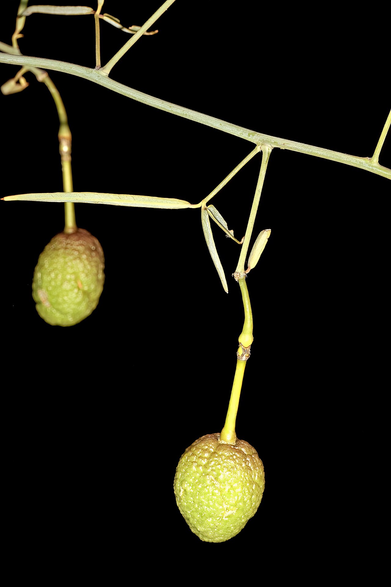 Rough-skinned bush cherry: Maerua juncea subsp. crustata , developing fruit; Soutpansberg, Leshiba Wilderness, Louis Trichardt, Limpopo, South Africa