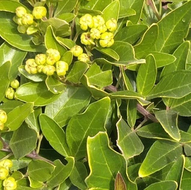 Vein-leaved bush-cherry (Maerua nervosa)