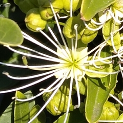 Vein-leaved bush-cherry (Maerua nervosa)