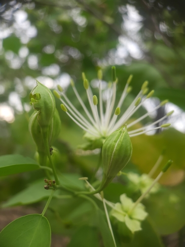 Maerua oblongifolia (Maerua oblongifolia)