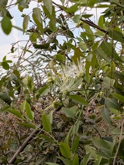 Maerua oblongifolia (Maerua oblongifolia)