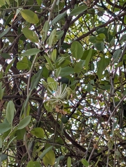 Maerua oblongifolia (Maerua oblongifolia)