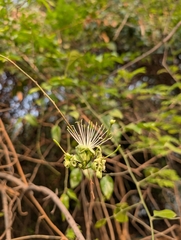 Maerua oblongifolia (Maerua oblongifolia)