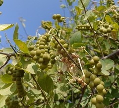 Maerua oblongifolia (Maerua oblongifolia)