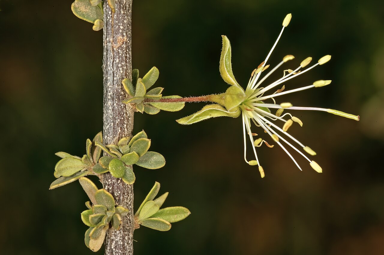 Small-leaved spiderbush: Maerua parvifolia , flower; between Waterpoort and Mopane, Limpopo, South Africa