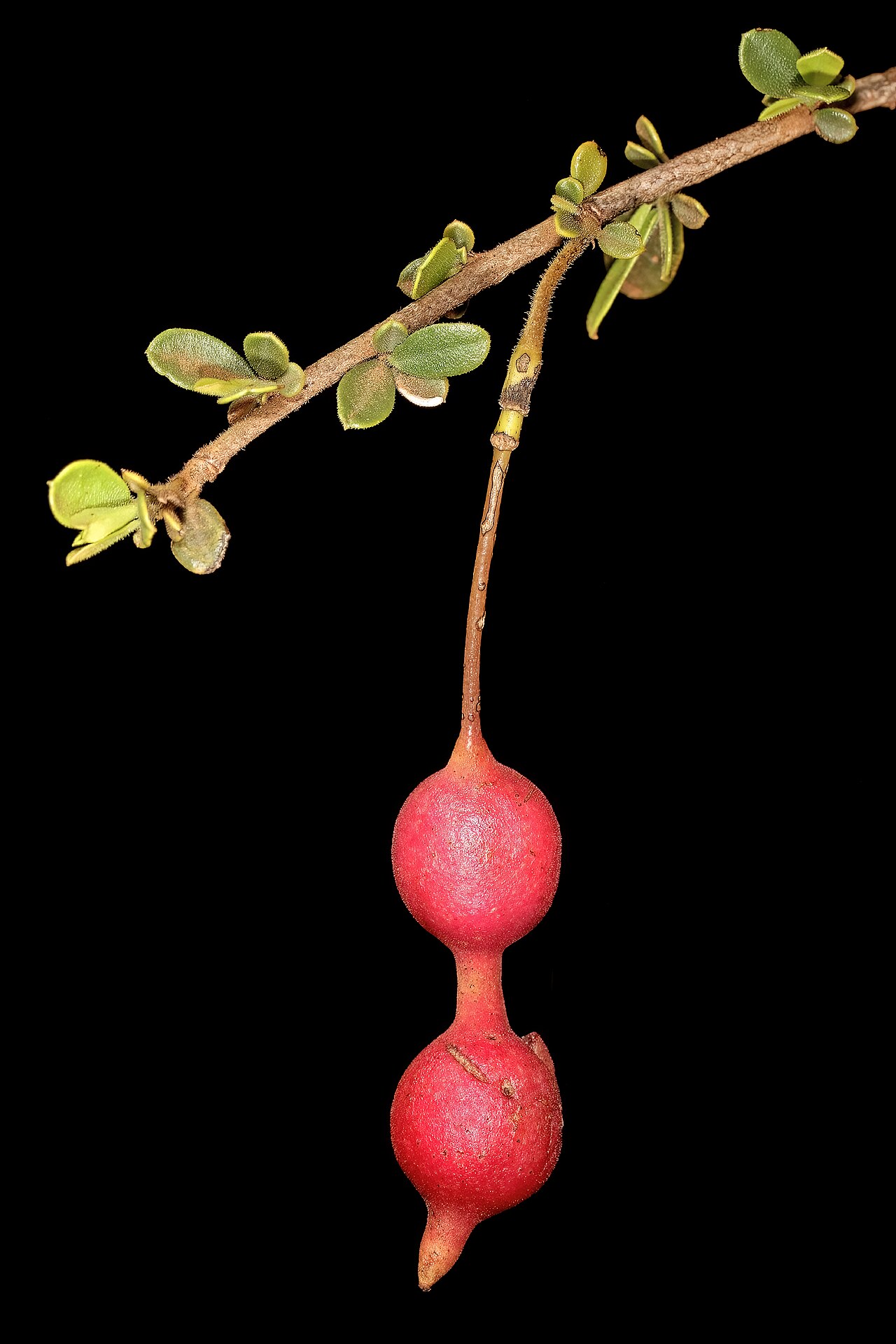 Small-leaved spiderbush: Maerua parvifolia , developing fruit; Malalane, in thicket, on road to Serenity Mountain and Forest Lodge, Mpumalanga, South Africa