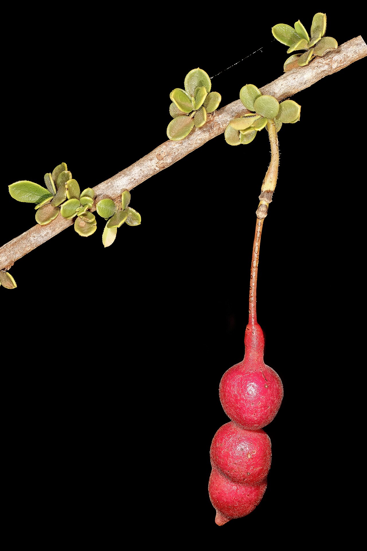 Small-leaved spiderbush: Maerua parvifolia , developing fruit; Malalane, in thicket, on road to Serenity Mountain and Forest Lodge, Mpumalanga, South Africa