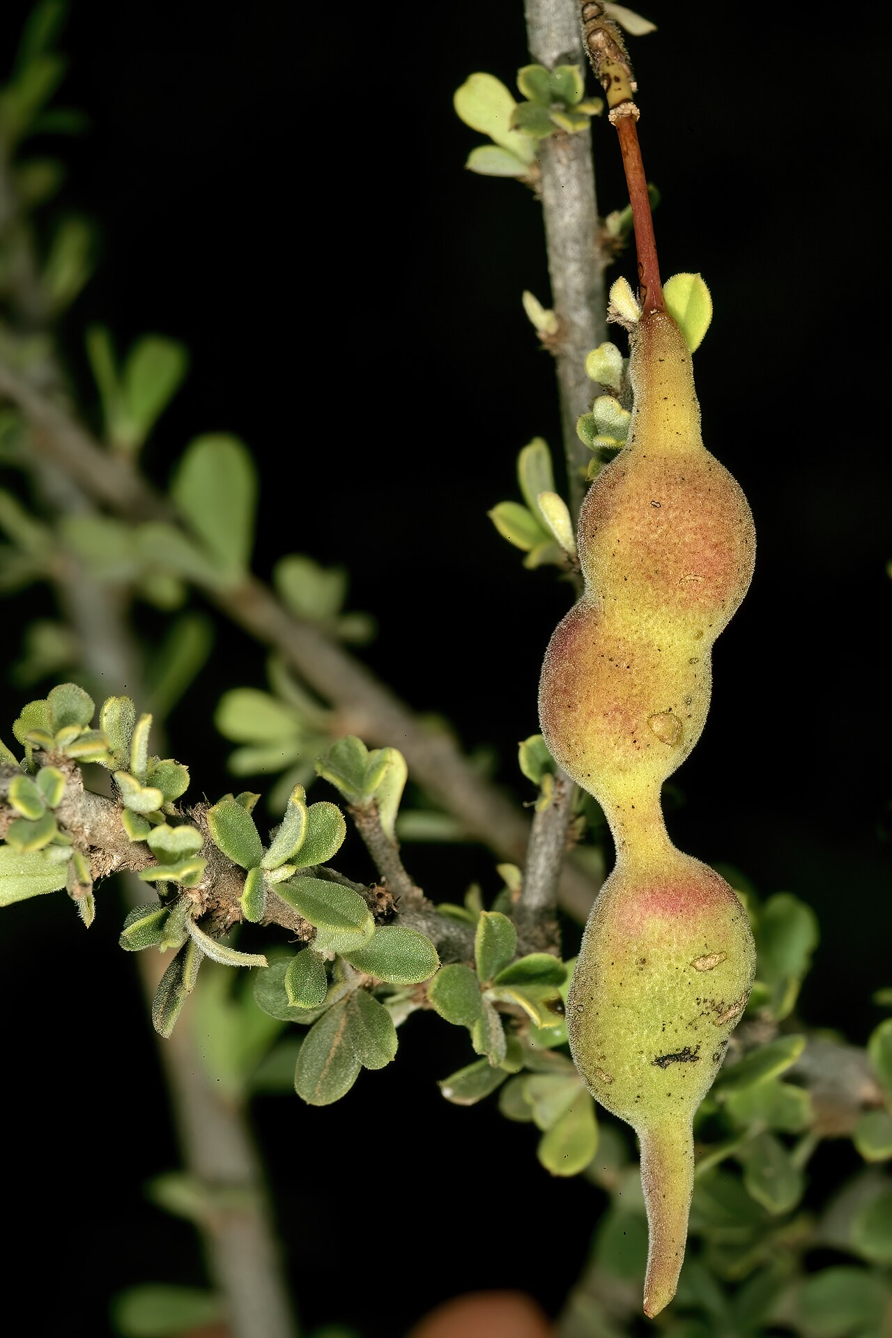 Small-leaved spiderbush: Maerua parvifolia , developing fruit; between Waterpoort and Mopane, Limpopo, South Africa