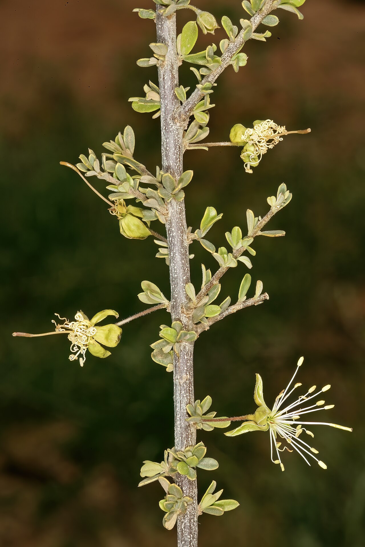 Small-leaved spiderbush: Maerua parvifolia , flowers; between Waterpoort and Mopane, Limpopo, South Africa