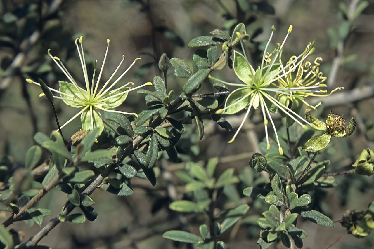 Small-leaved spiderbush: Maerua parvifolia , flowers; between Boane and Bela Vista, Maputo Province, Mozambique