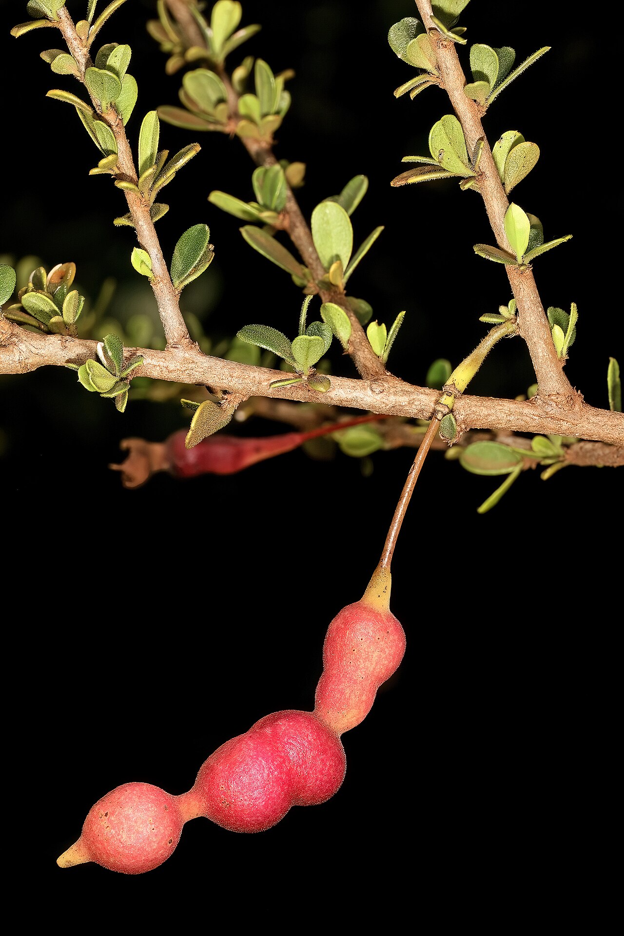 Small-leaved spiderbush: Maerua parvifolia , developing fruit; Malalane, in thicket, on road to Serenity Mountain and Forest Lodge, Mpumalanga, South Africa