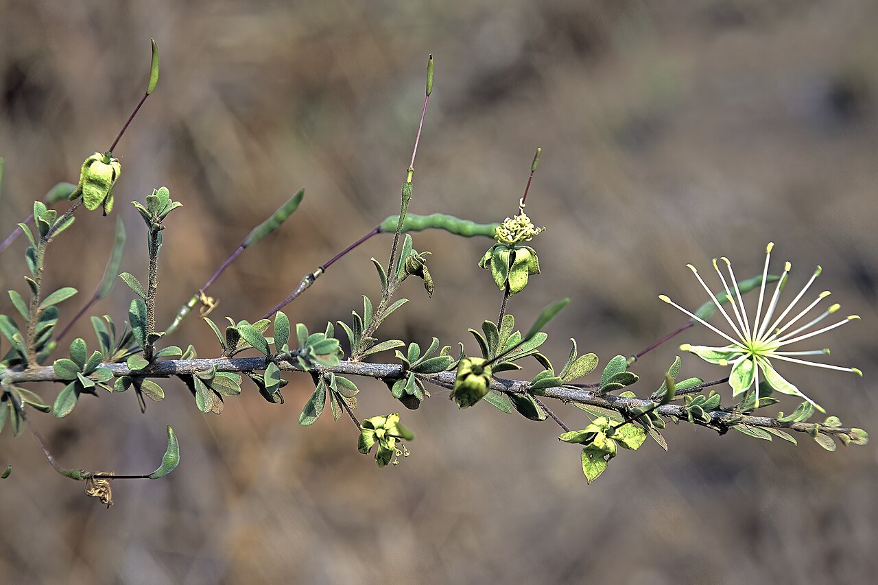 Small-leaved spiderbush: Maerua parvifolia , flowers and developing fruit; between Boane and Bela Vista, Maputo Province, Mozambique