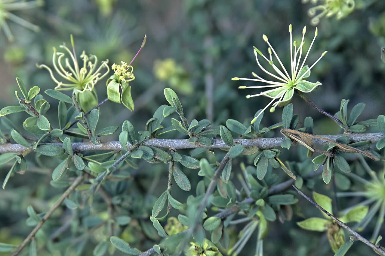 Small-leaved spiderbush: Maerua parvifolia , flowers; between Boane and Bela Vista, Maputo Province, Mozambique