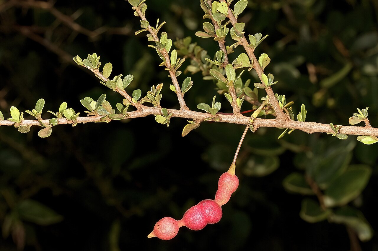 Small-leaved spiderbush: Maerua parvifolia , developing fruit; Malalane, in thicket, on road to Serenity Mountain and Forest Lodge, Mpumalanga, South Africa