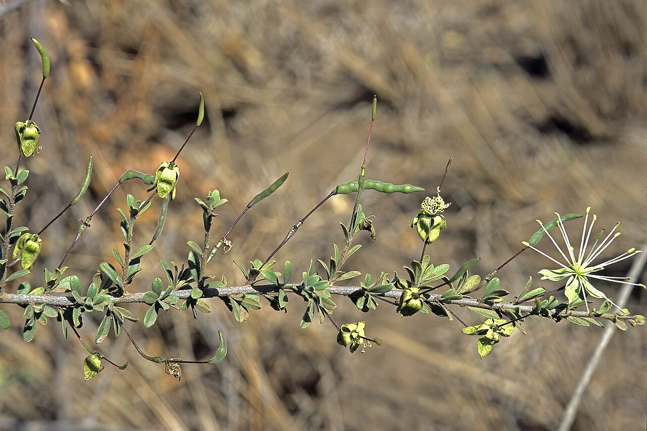 Small-leaved spiderbush: Maerua parvifolia , flowers and developing fruit; between Boane and Bela Vista, Maputo Province, Mozambique