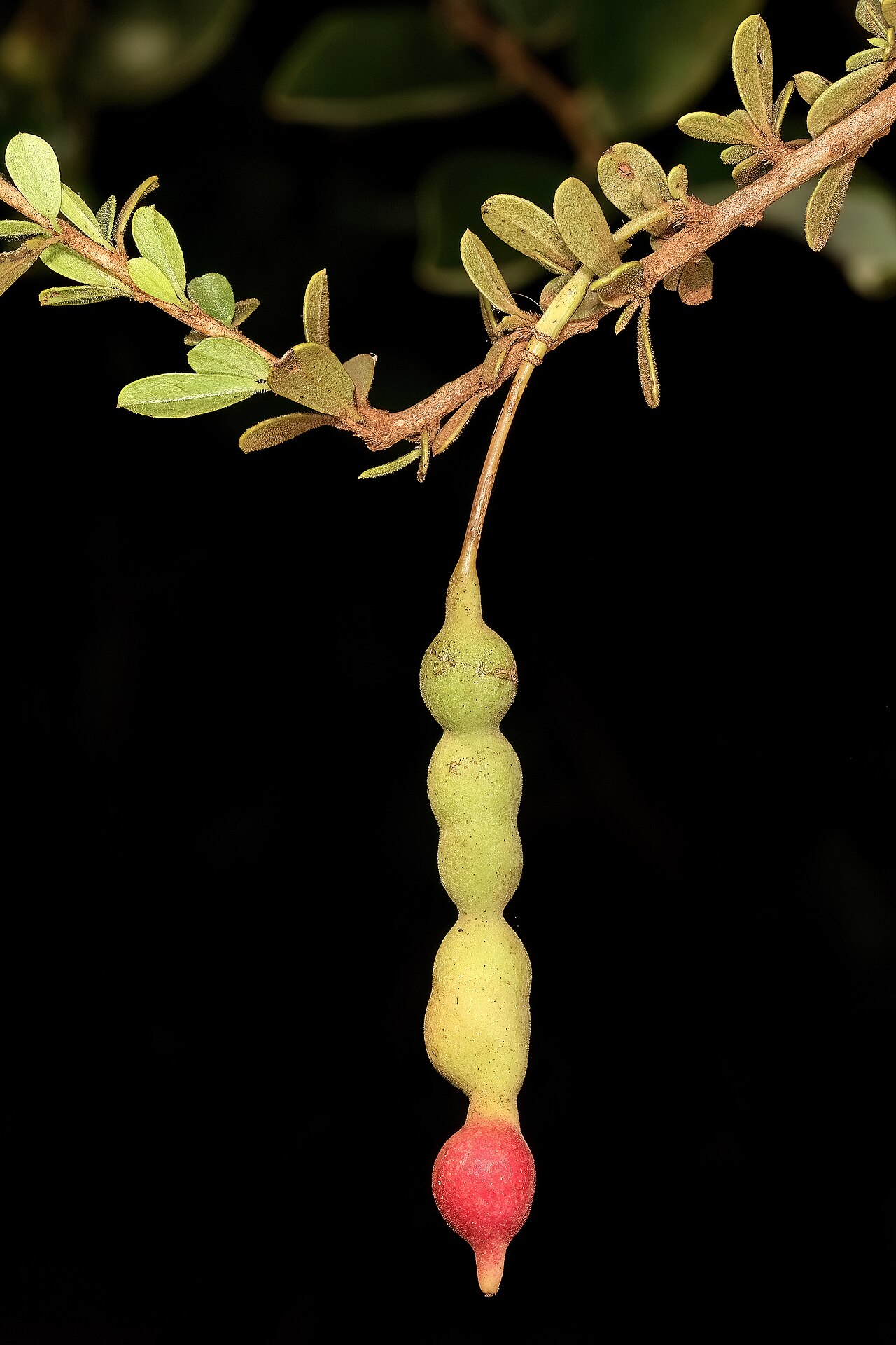 Small-leaved spiderbush: Maerua parvifolia , developing fruit; Malalane, in thicket, on road to Serenity Mountain and Forest Lodge, Mpumalanga, South Africa