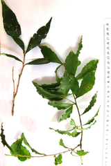 Forest bush-cherry (Maerua racemulosa)