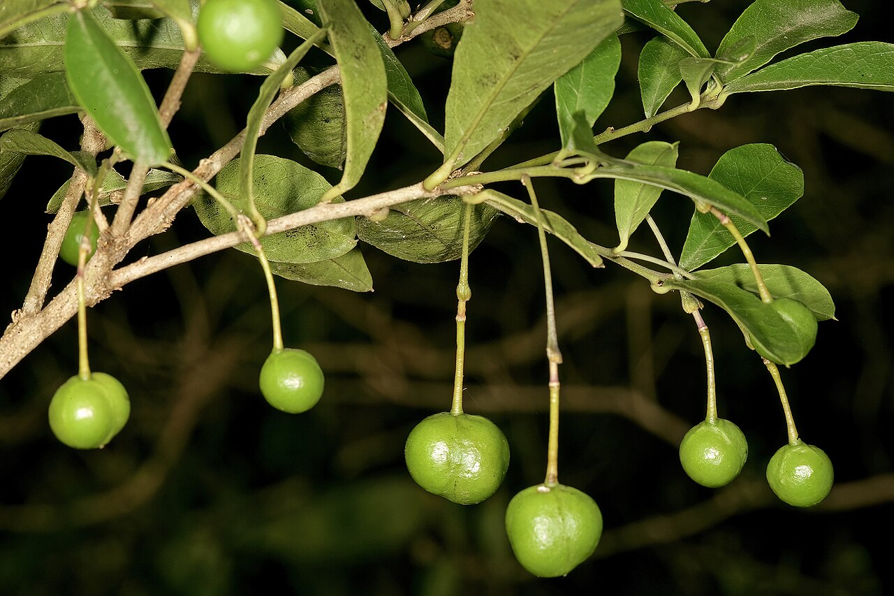 Forest bush-cherry: Maerua racemulosa , developing fruit; forest understorey, Oribi Gorge Nature Reserve, Port Shepstone, KwaZulu-Natal, South Africa