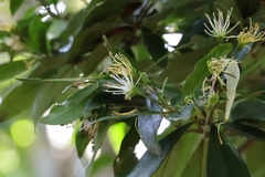 Forest bush-cherry (Maerua racemulosa)