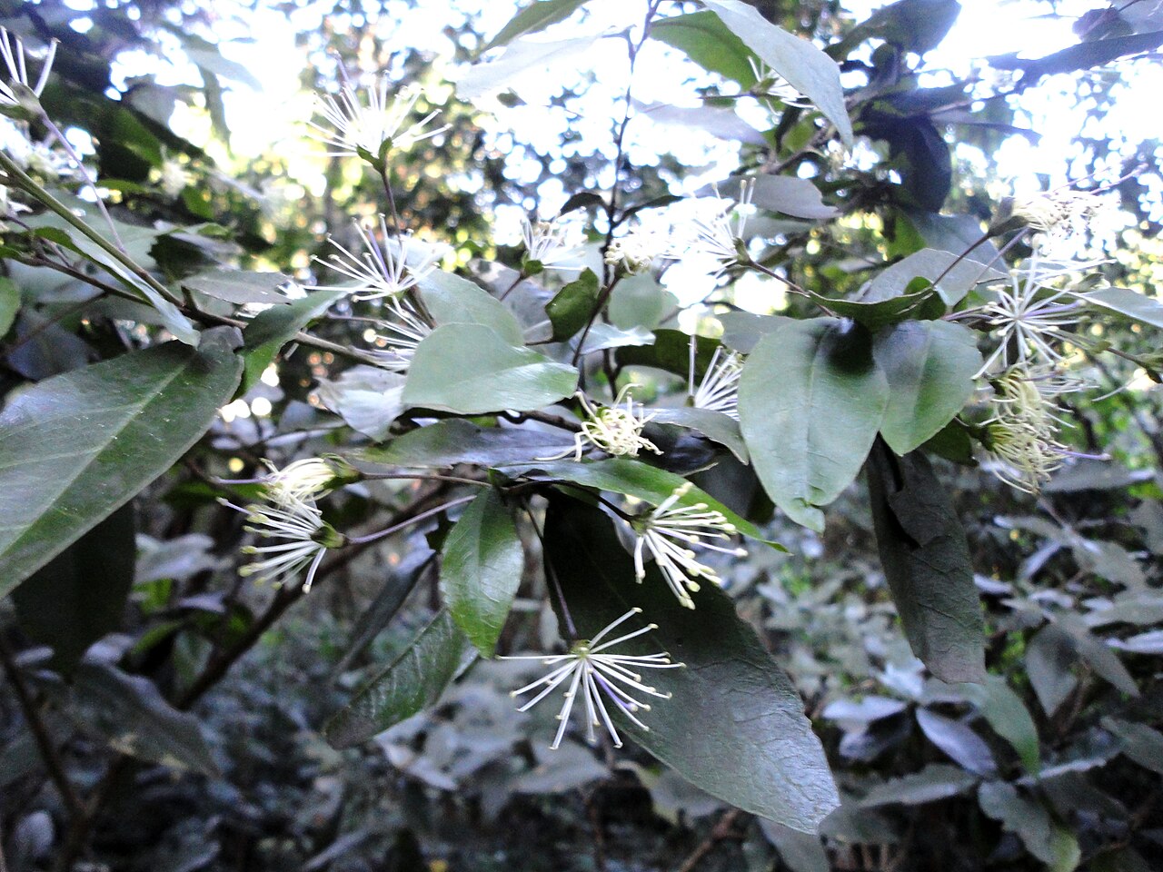Forest bush-cherry: Forest bush-cherry in full flower in Burman Bush Nature Reserve, Durban, South Africa