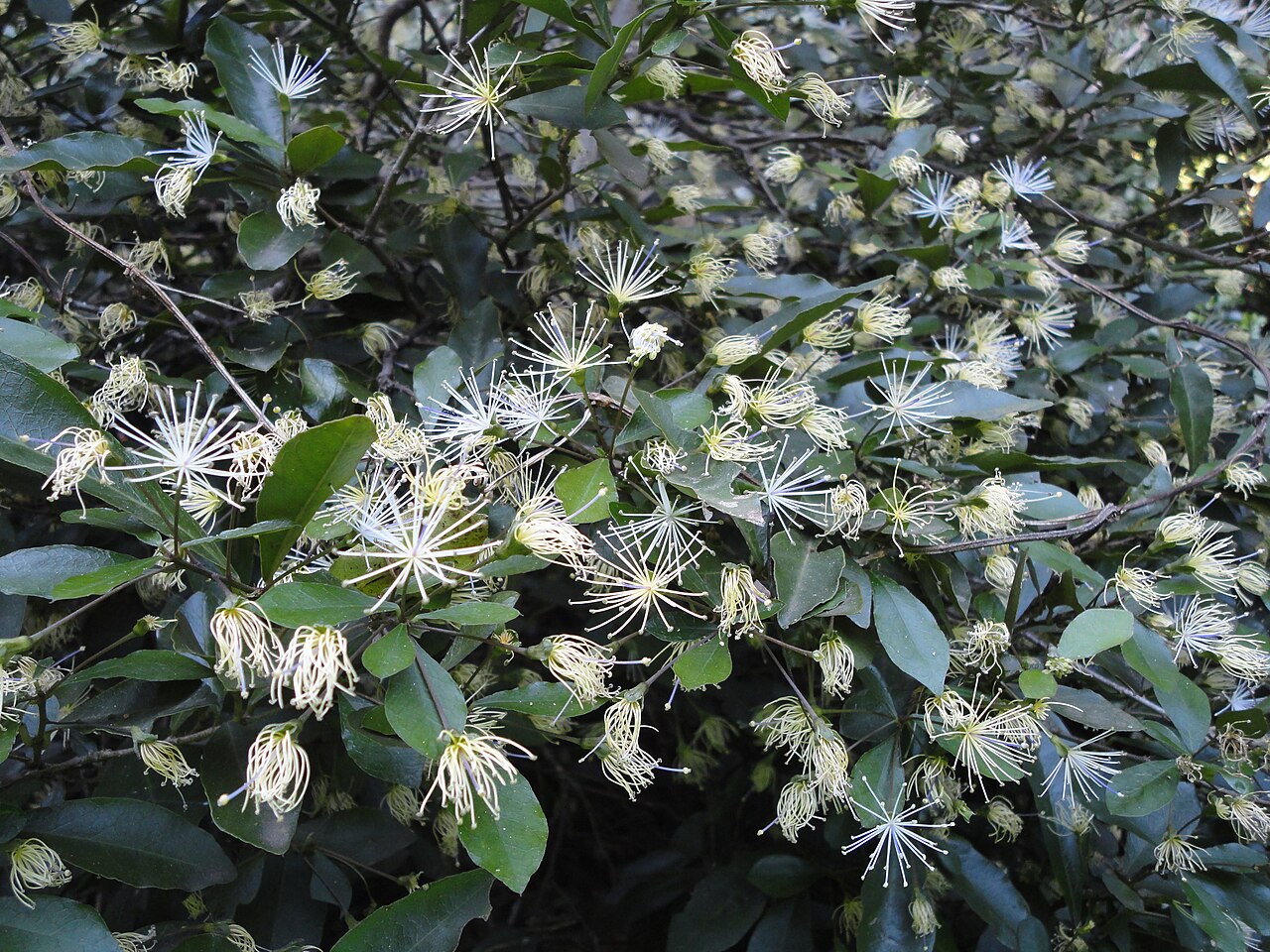 Forest bush-cherry: Forest bush-cherry in full flower in Burman Bush Nature Reserve, Durban, South Africa