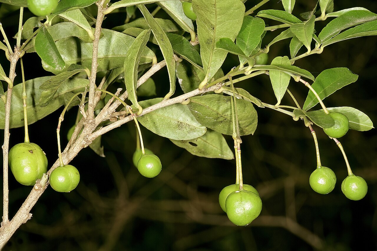 Forest bush-cherry: Maerua racemulosa , developing fruit; forest understorey, Oribi Gorge Nature Reserve, Port Shepstone, KwaZulu-Natal, South Africa