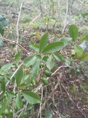 Forest bush-cherry (Maerua racemulosa)