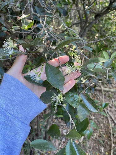Forest bush-cherry (Maerua racemulosa)