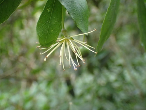 Forest bush-cherry (Maerua racemulosa)