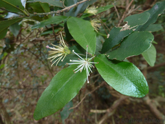 Forest bush-cherry (Maerua racemulosa)